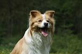 BORDER COLLIE 943